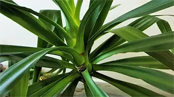 Jukka (Pálmaliliom)