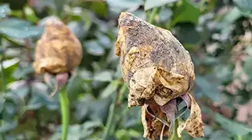 Szürkepenész ellen